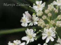 Bloemvliegen [Anthomyiidae]
